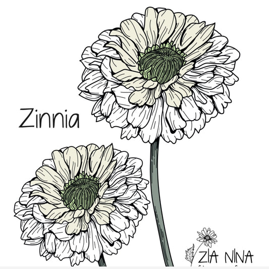 Zinnia elegans Polar Bear