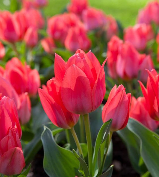 Tulipa Toronto