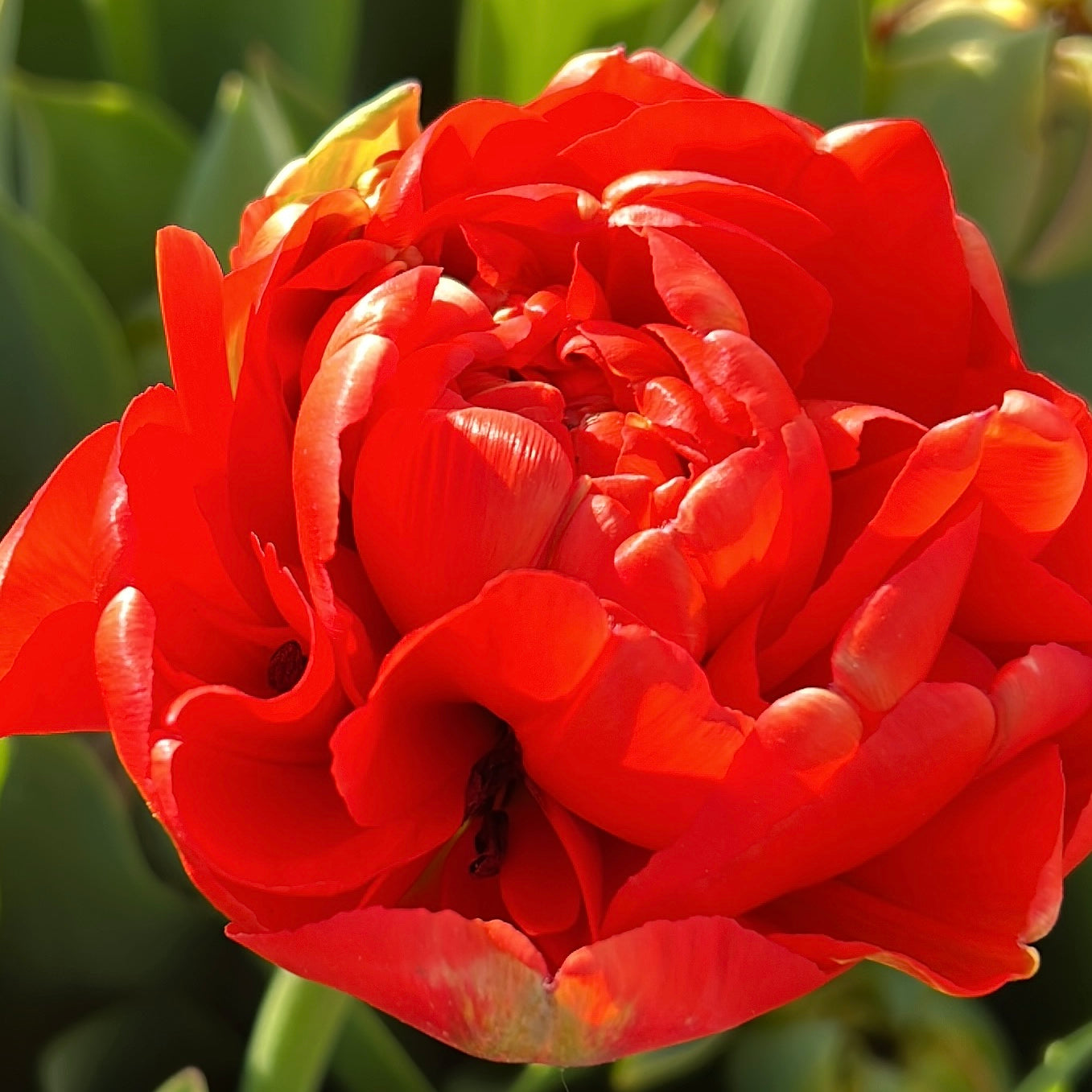 Tulipa Miranda