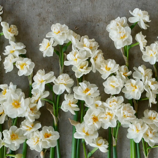 Narcissus Bridal Crow