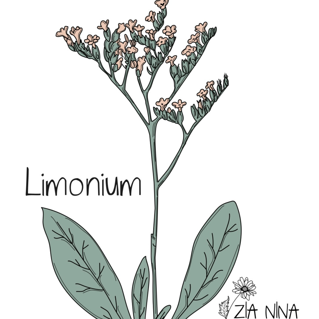 Limonium sinuatum QIS Apricot