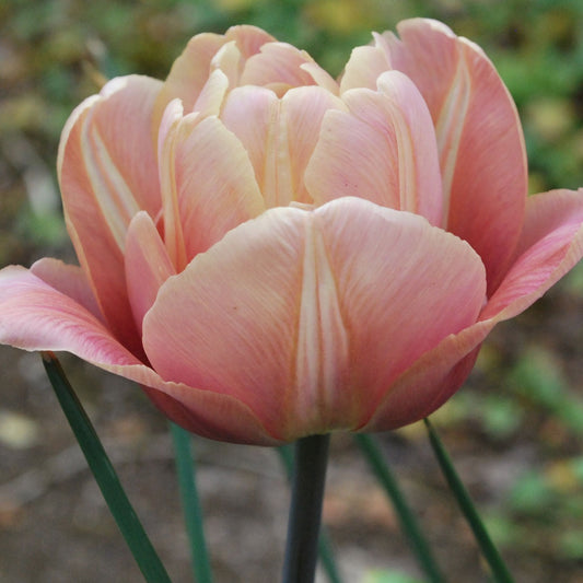 Tulipa La Belle Epoque