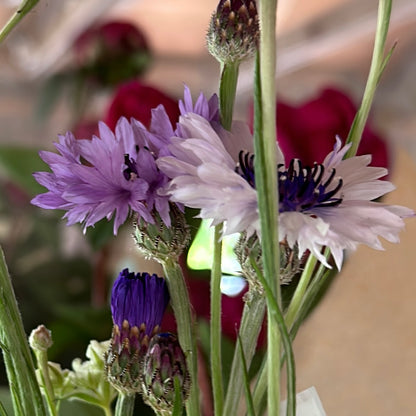 Centaurea cyanus Classic Magic