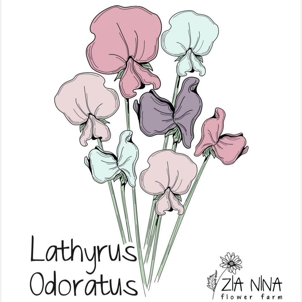 Lathyrus Odoratus Elegance Mix