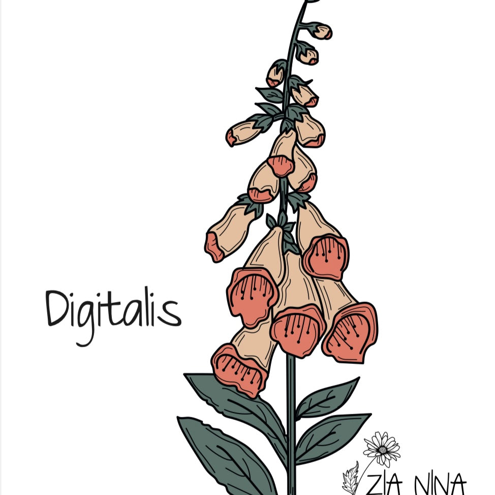 Digitalis purpurea Dalmatian Peach