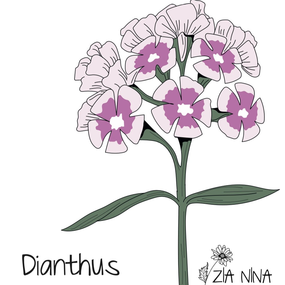 Dianthus barbatus Sweet Purple White Bicolor