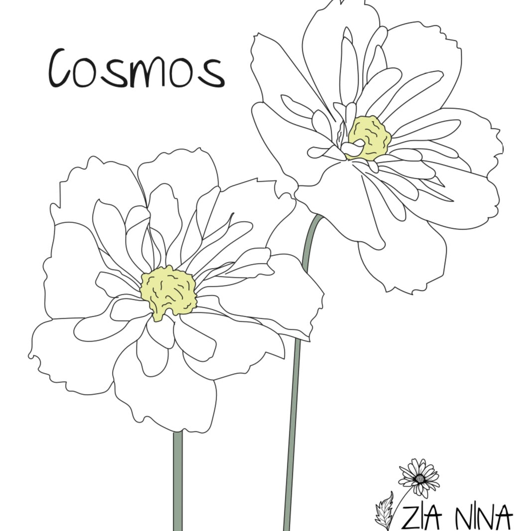 Cosmos bipinnatus Fizzy White