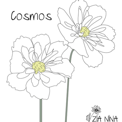 Cosmos bipinnatus Fizzy White