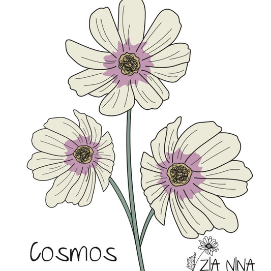 Cosmos bipinnatus Apricot Lemonade