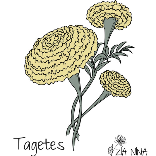 Tagetes erecta Sierra Gold