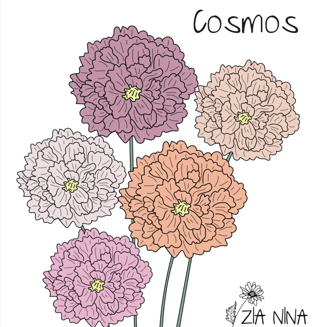 Cosmos bipinnatus Double Mix