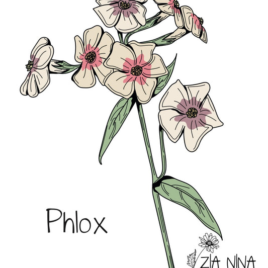 Phlox drummondii grandiflora Cherry Caramel