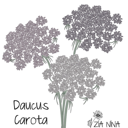 Daucus Carota Dara