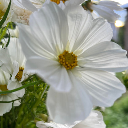 Cosmos bipinnatus Versailles White